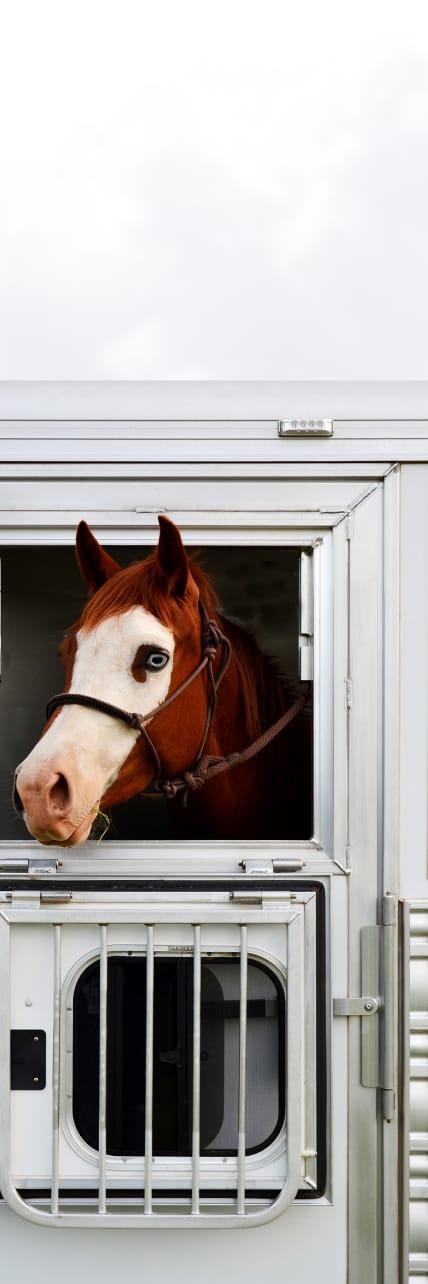A horse in a Cimarron trailer