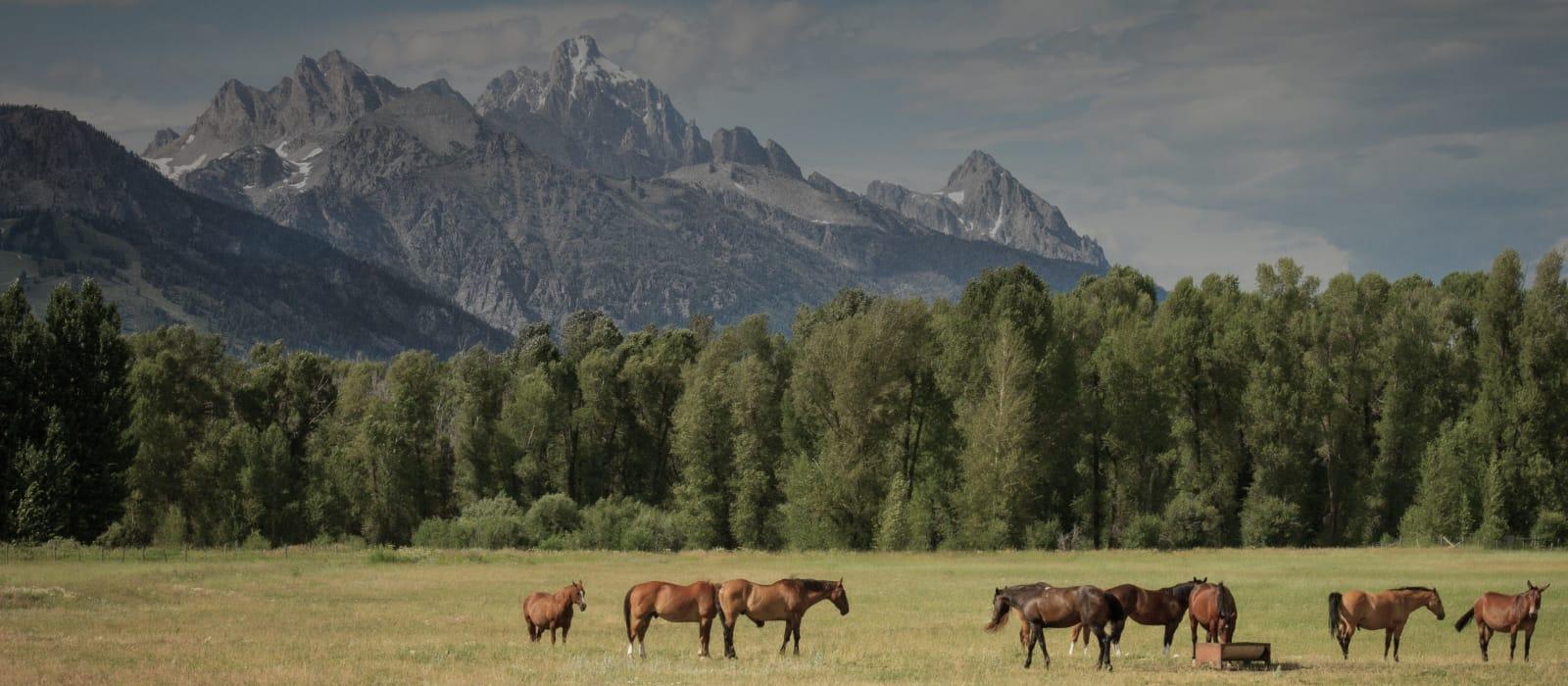 a herd of horses in an open mountain field.